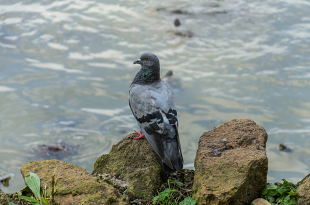 鸽子坐在湖上的石头上