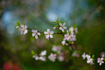 春天花园里的樱花