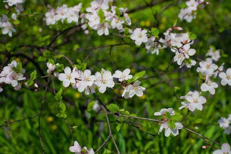 花园里的白花