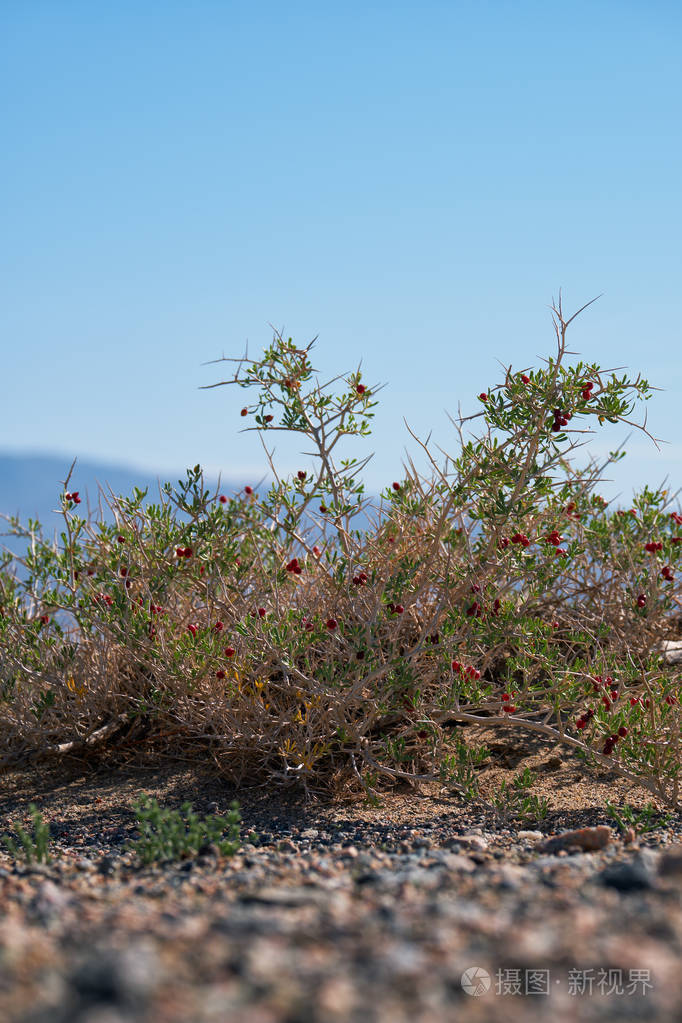 蒙古干旱沙漠中带有红色浆果果实的尼特拉里亚灌木蒙古西部