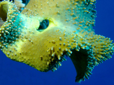 海蘑菇热带海底五颜六色的珊瑚礁蘑菇皮革珊瑚水下景观照片