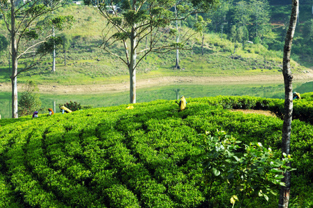 绿茶树背景山茶树种植园工人图片