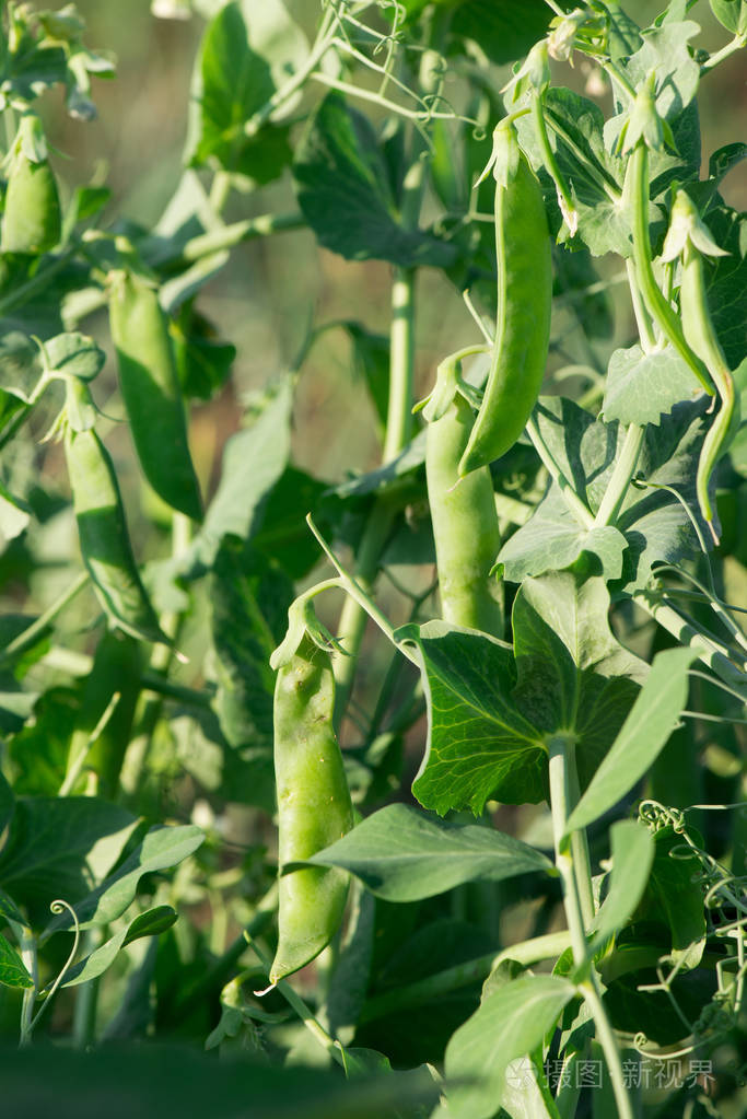 绿豌豆正在生长. 豌豆特写