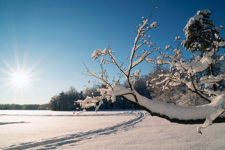 雪林在阳光明媚的日子里。 冬季景观。 俄罗斯列宁格勒地区。