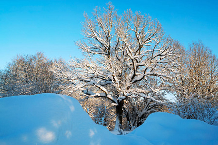 雪林在阳光明媚的日子里。 冬季景观。 俄罗斯列宁格勒地区。