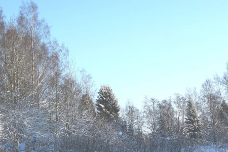 雪中的冬季森林