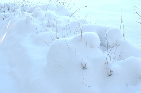 雪下的草