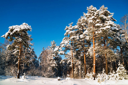 雪林在阳光明媚的日子里。 冬季景观。 俄罗斯列宁格勒地区。