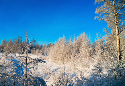 雪林在阳光明媚的日子里。 冬季景观。 俄罗斯列宁格勒地区。