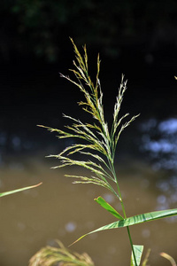 犹他州盐湖城石质山前，约旦河小径沿线花木和杂草植物的宏观详细景观。