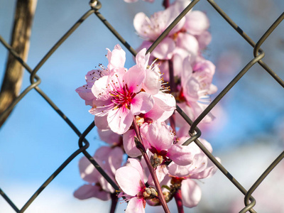 春天盛开的杏仁树