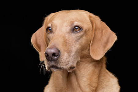 一只可爱的混合品种狗的肖像孤立在黑色背景上。