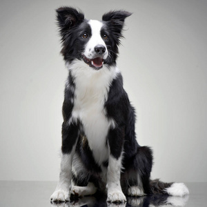 工作室拍摄的一个可爱的边境牧羊犬坐在灰色背景.照片