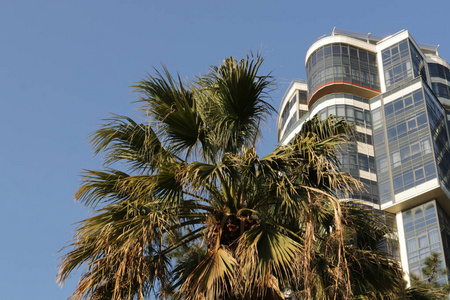 蓝色天空背景上的绿色棕榈树和现代建筑与文本空间