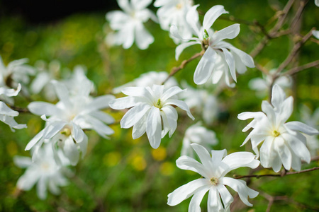 花园里的白玉兰花