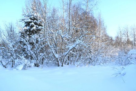 雪中的冬季森林