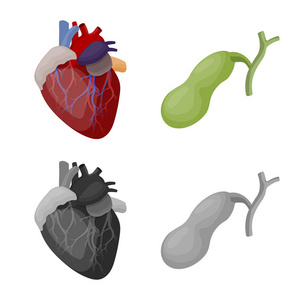 人体和人类标志的孤立对象。一套身体和医疗股票向量例证