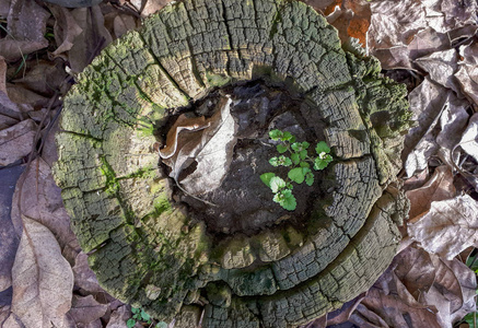 长满苔藓的老树桩