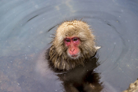 雪猴日本猕猴在日本长野吉高丹尼猴子公园享受冬天的温泉。