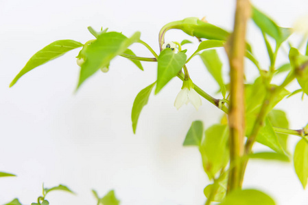 绿色植物。 有叶子的幼树。 茎。 在浅色背景上有叶子的树的枝条。 晴天。 春天。