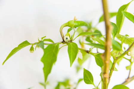 绿色植物。有叶子的幼树。茎。一棵树的枝条，叶子在浅色的背景上。晴天。春天。