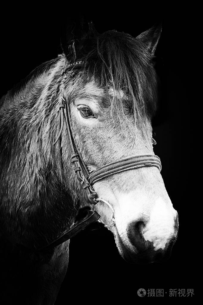 一匹马的黑白肖像