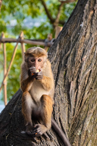 猴子坐在树枝上的特写镜头