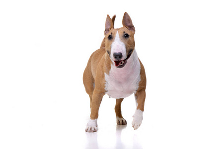 演播室拍摄了一个可爱的迷你公牛猎犬走在白色背景.照片