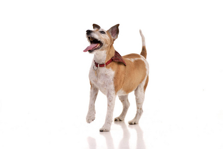 工作室拍摄的一个老可爱的杰克罗塞尔猎犬站在白色背景。