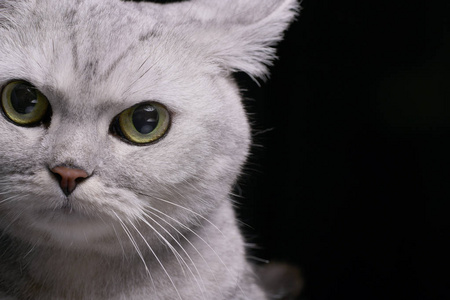 一只可爱的英国短毛猫的肖像孤立在黑色背景上。
