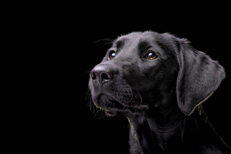 一只可爱的拉布拉多猎犬的肖像孤立在黑色背景上。