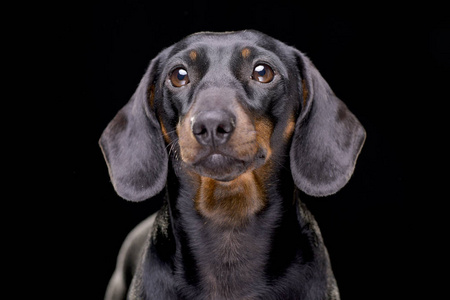 一幅可爱的短毛达奇猎犬的肖像，孤立在黑色背景上。