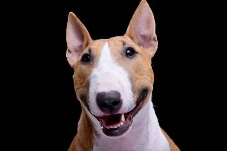 公牛养殖一个可爱的迷你公牛猎犬的肖像孤立在黑色背景上.照片