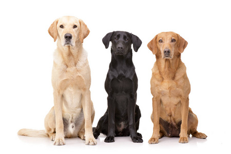 工作室拍摄了一只可爱的金毛猎犬拉布拉多猎犬和一只混血狗坐在白色