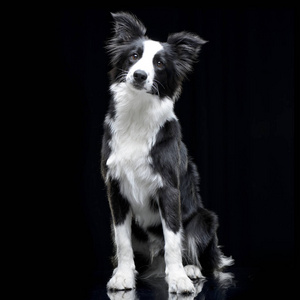 可爱的边境牧羊犬工作室拍摄的一个可爱的边境牧羊犬坐在黑色背景.
