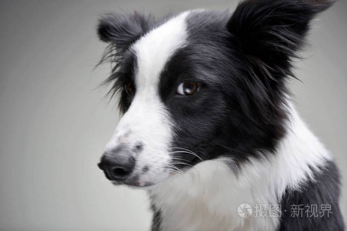 一个可爱的边界牧羊犬的肖像孤立在灰色背景上