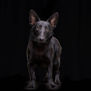 工作室拍摄的一只可爱的混合品种狗站在黑色背景。