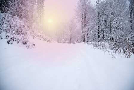 雪覆盖冬季的森林里的树木