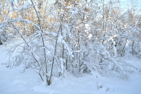 雪中的冬季森林