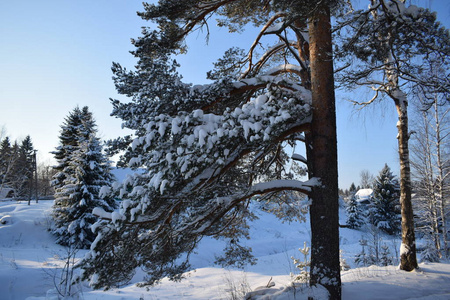 雪中的冬季森林