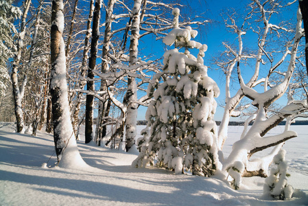 雪林在阳光明媚的日子里。 冬季景观。 俄罗斯列宁格勒地区。