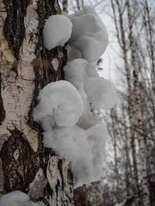 俄罗斯一片白雪覆盖的冬林中一棵桦树树干的奇异景象