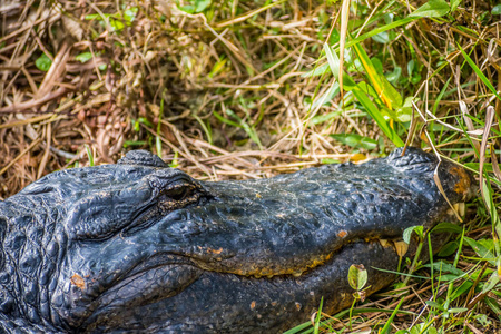 佛罗里达大沼泽地国家公园里的一只美洲大鳄