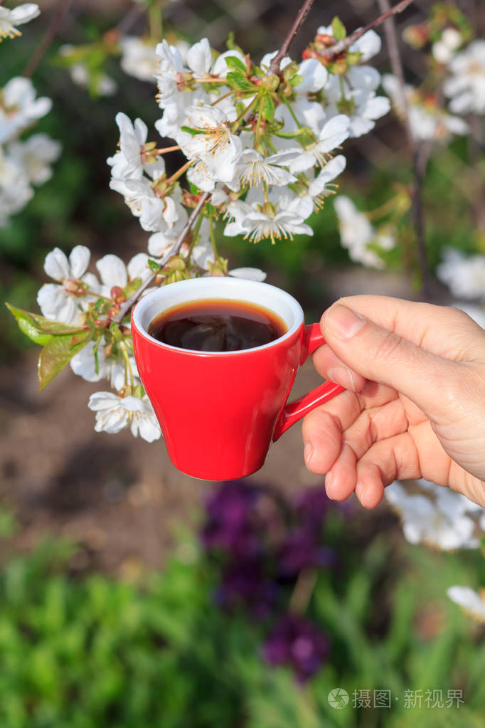 照片 雌性手拿着一杯红瓷咖啡,背景上有开花的樱桃树.