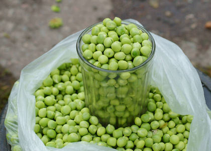 绿色豆荚绿色豆荚绿色蔬菜健康素食有机