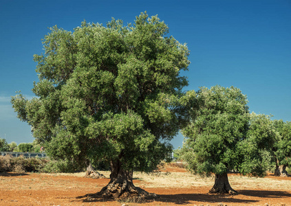 地中海橄榄种植园，前景是一棵老橄榄树。