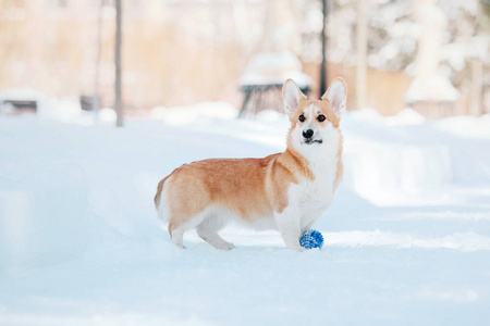 科吉狗在雪地里