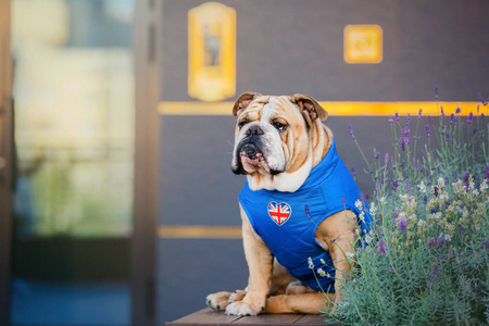 城里的狗。 英国斗牛犬。 城里的宠物。 穿衣服的