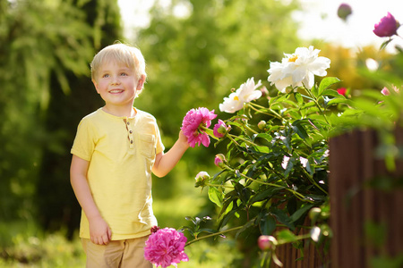 可爱的小男孩看着阳光明媚的家庭花园里惊人的紫色和白色牡丹。 园艺和儿童概念
