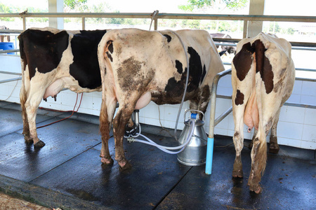 奶牛挤奶设施和机械化挤奶设备图片